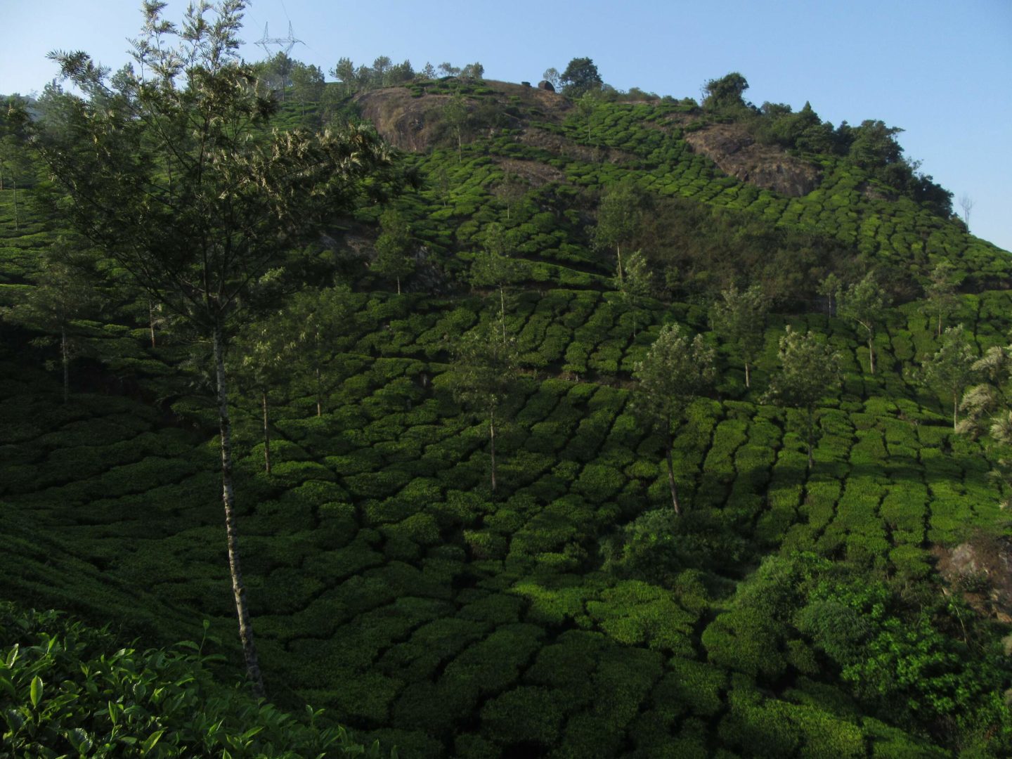 Bis zum Horizont ziehen sich die Teeplantagen in Munnar