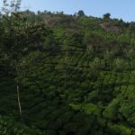 Bis zum Horizont ziehen sich die Teeplantagen in Munnar