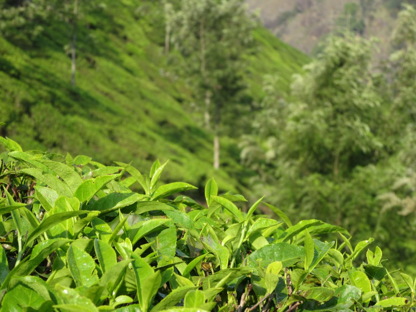 Aus einem Teeblatt werden grüne, schwarze und auch weiße Tees gewonnen.