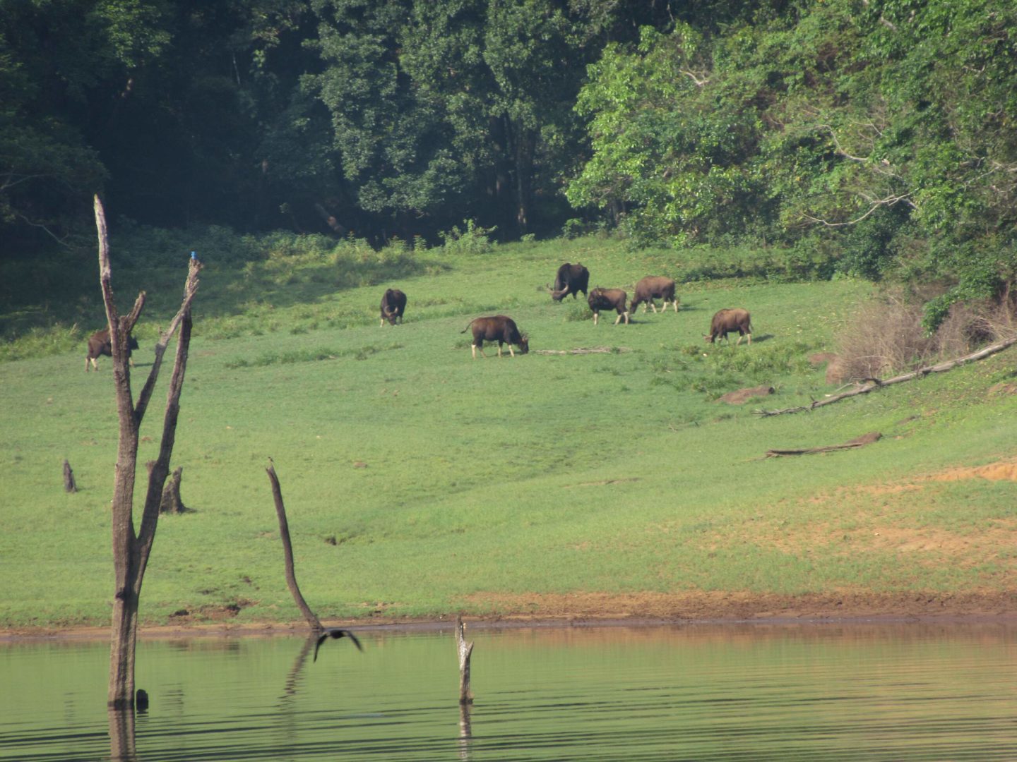 Bisons haben wir gesehen, aber keine Elefanten